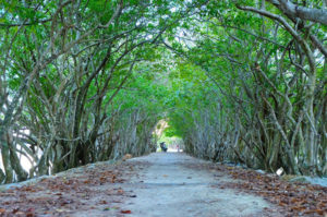 Ru-Cha-Hue-mangrove-forest-1
