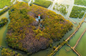 Ru-Cha-Hue-mangrove-forest